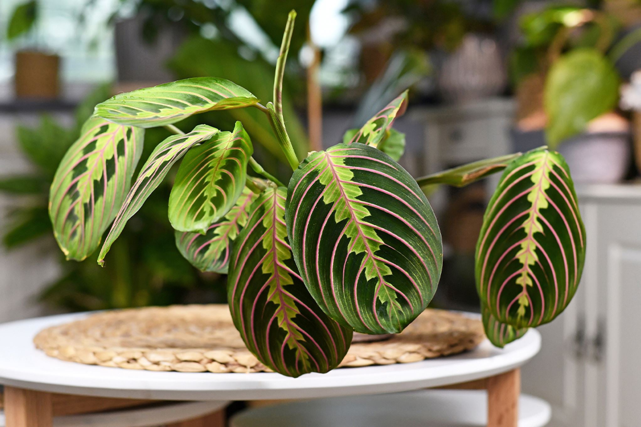 Maranta Sunlight Requirements: A Complete Guide – Plants For All Seasons