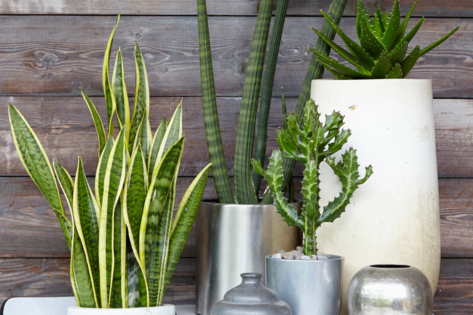 Top 11 Houseplant For Beginners – Plants For All Seasons