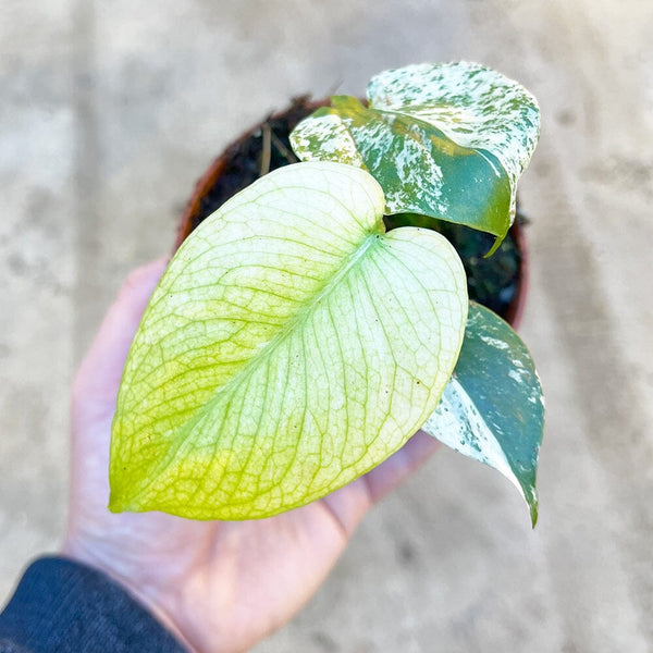 15 - 25 Monstera Deliciosa Mint Cheese Plant Variegated 10.5cm Pot