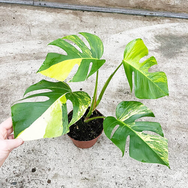 30 - 40cm Monstera Variegata Aurea Variegated 17cm Pot House Plant