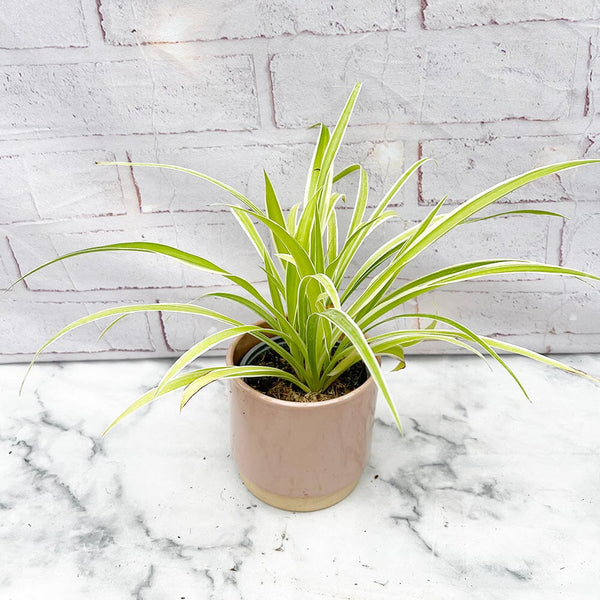 Spider Plant Chlorophytum Variegatum, Established plant approx. 15cm length