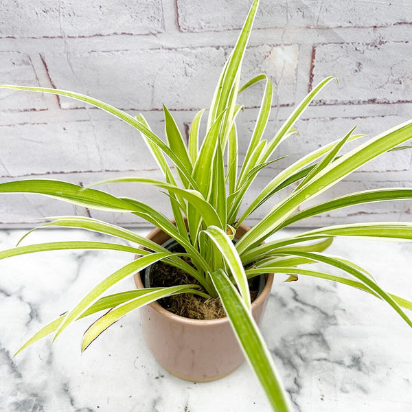 Spider Plant Chlorophytum Variegatum, Established plant approx. 15cm length