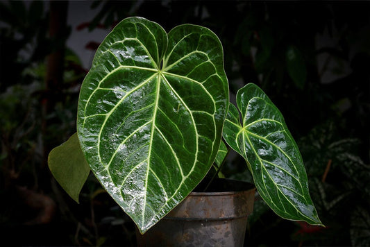 A guide to Anthurium Regale care