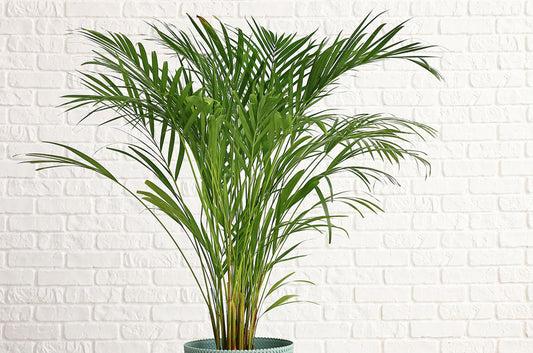 A guide to Areca Palm care