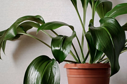 A guide to Aspidistra care