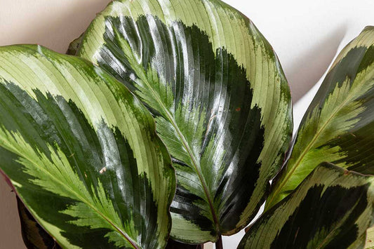 A Guide to Calathea Soil