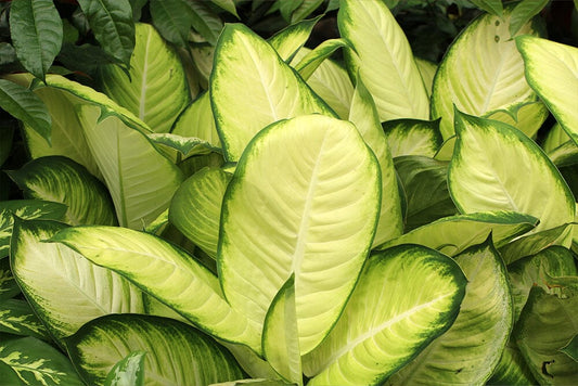 A guide to Dieffenbachia Camille care