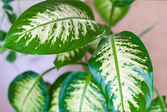 A guide to Dieffenbachia Compacta care