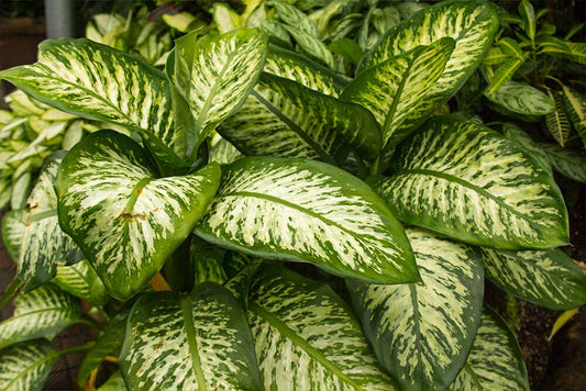 A guide to Dieffenbachia Reflector care