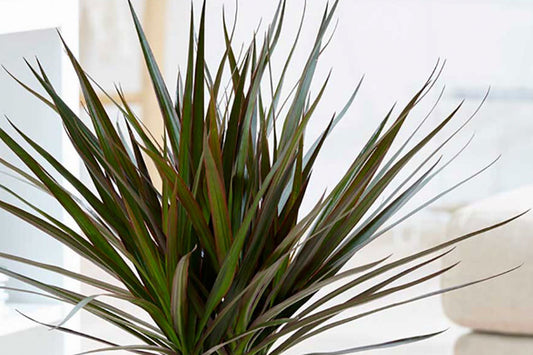 A guide to Dracaena Marginata care