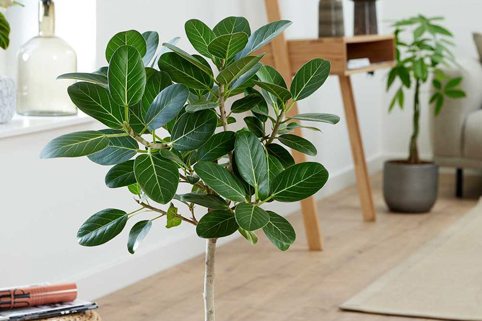 A Guide To Ficus Elastica Care | Plants for all Seasons – Plants For ...