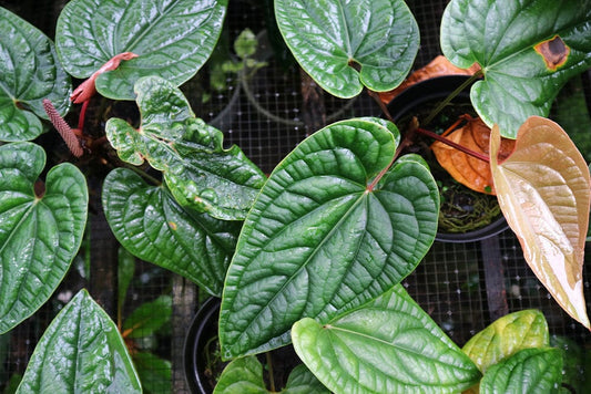 A guide to the best Anthurium plant soil