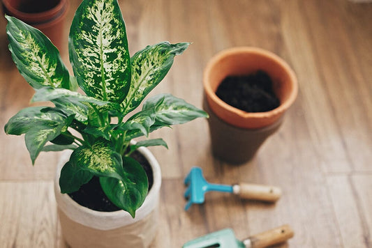 A guide to the best Dieffenbachia plant soil