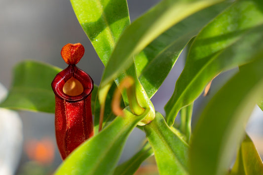 A guide to the best Nepenthes plant soil