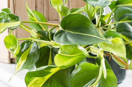 A guide to the best Pothos plant soil