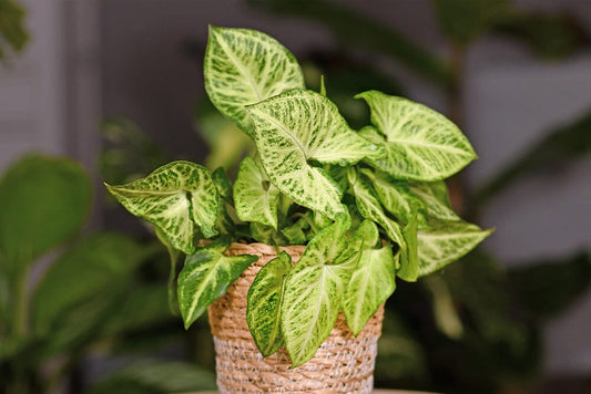 A guide to the best Syngonium plant soil