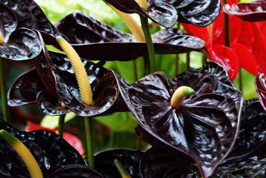 A guide to types of Anthurium house plant