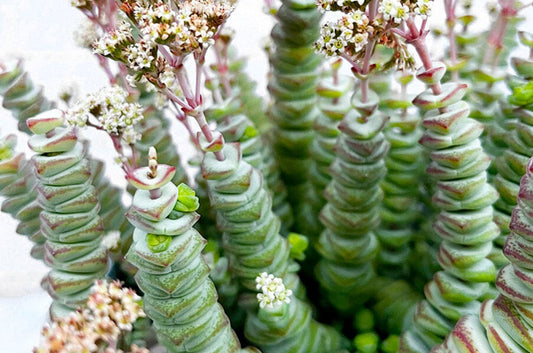 A guide to types of Succulent house plant