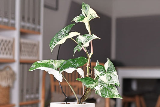A guide to types of syngonium house plant