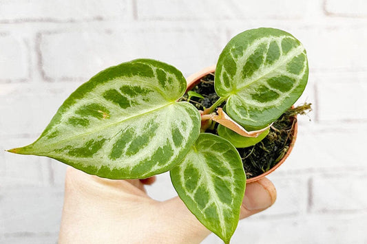 Anthurium vs Alocasia