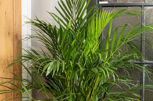 Areca Palm and Feng Shui: Enhancing Positive Energy in Your Home