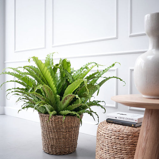 Asplenium Care in Offices