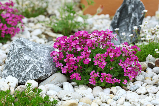 Beginner's guide to Alpine plants