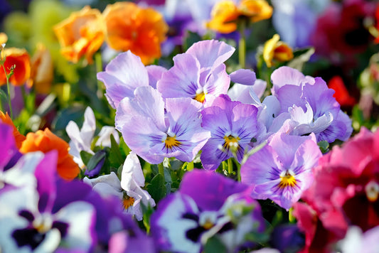 Beginner's guide to Bedding plants