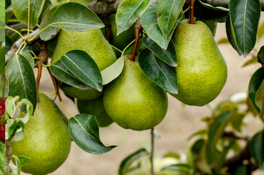 Beginner's guide to Fruit trees