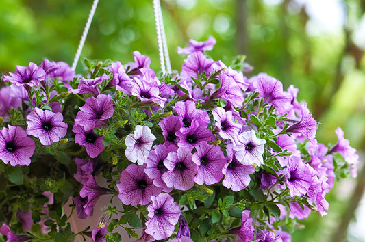 Beginner's guide to Hanging Baskets
