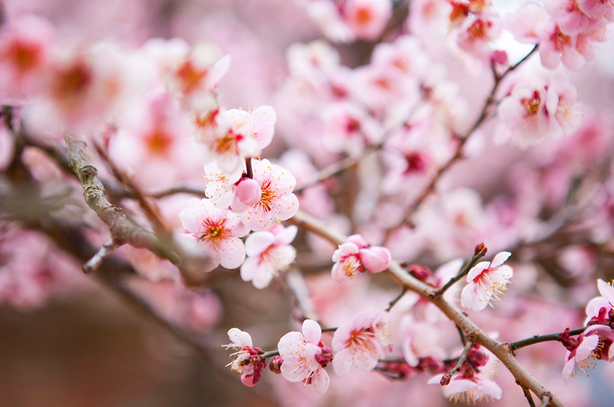 Beginner's guide to Ornamental trees – Plants For All Seasons