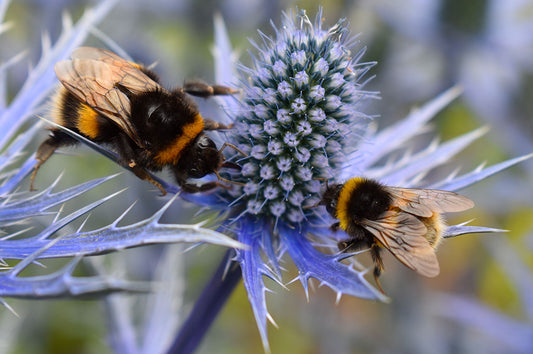 Beginner's guide to Perennial plants