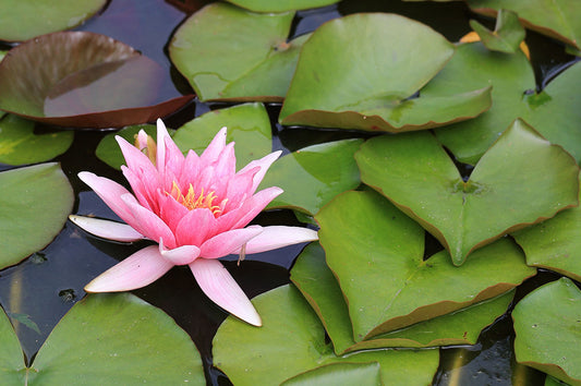 Beginner's guide to Pond plants