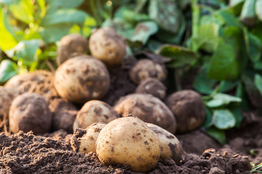 Beginner's guide to Potato plants