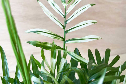 Benefits of Having an Areca Palm in Your Home