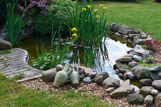 Best Aquatic Plants for Small Ponds: Beauty in Miniature