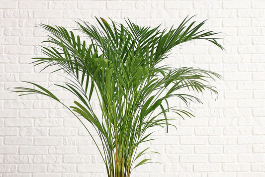 Best big house plants