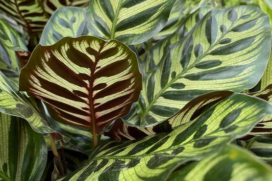 Calathea With Brown Leaves: What Is The Problem and How Do I Fix It?