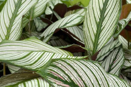 Calathea with Yellow Leaves: What is the Problem and How Do I Fix It?