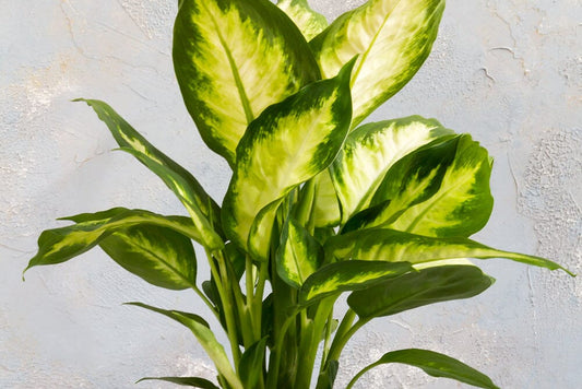 Common Dieffenbachia diseases and pests to look out for