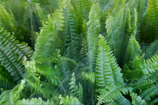 Common Fern diseases and pests to look out for