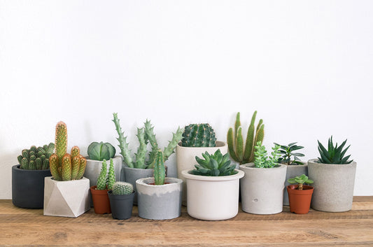 Common Succulent diseases and pests to look out for