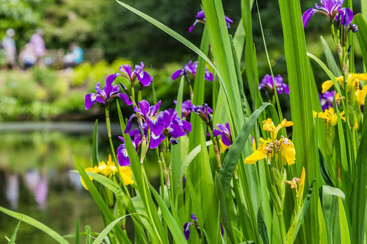 Creating a Balanced Aquatic Ecosystem: The Role of Pond Plants