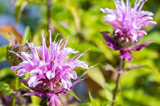 Creating a Year-Round Perennial Garden: Seasonal Planting Guide