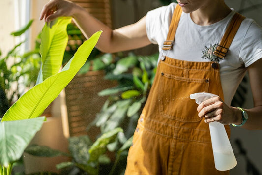 Extrafloral Nectaries in houseplants, should you be concerned?