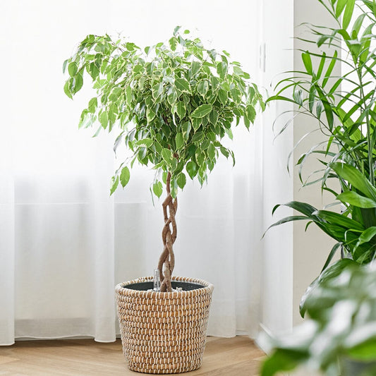 Ficus Care in Offices