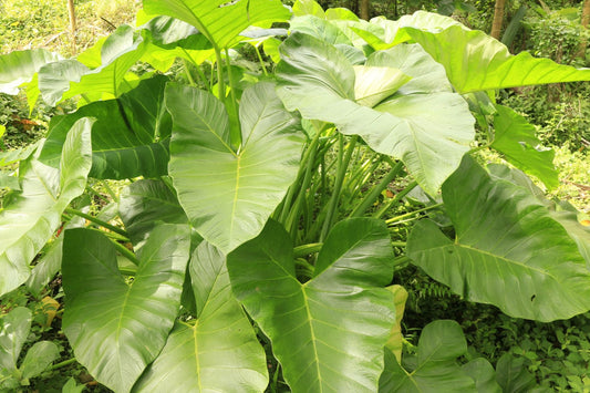 Growing Colocasia Esculenta in the UK