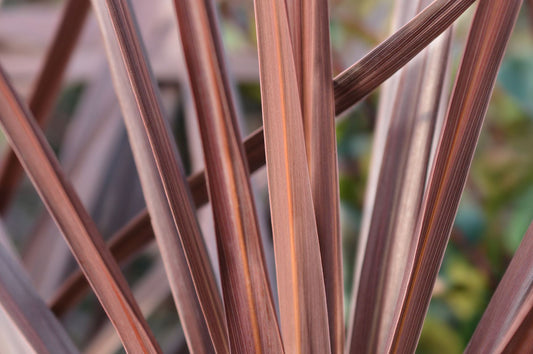 Growing Cordyline Australis in the UK