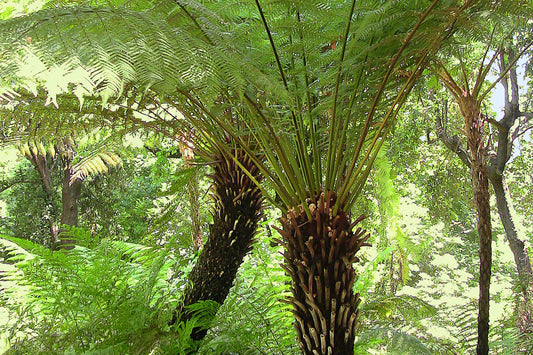 Growing Dicksonia Antarctica in the UK