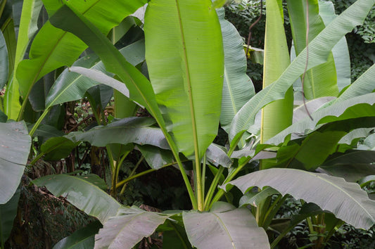 Growing Musa Basjoo in the UK